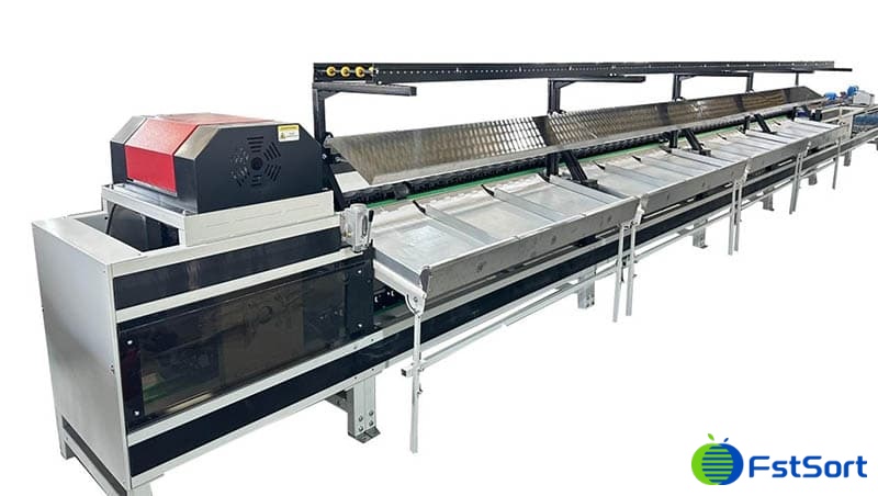 images/1709020617328Línea de clasificación de aguacates de Kenia,.jpg